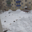 «Помогите избавиться от детей»: в Кузбассе бездомные собаки спровоцировали скандал - Sibdepo.Ru
