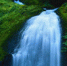 Шестилетняя девочка оказалась в реанимации после укуса гадюки в Алтайском крае - Кемеровская областная организация ВОСВОД