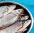 О надзоре за качеством и безопасностью рыбы и морепродуктов (за 9 месяцев 2025 года) - Роспотребнадзор