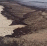 Загрязненные водоросли вынесло на пляжи Краснодарского края после точечных выбросов нефтепродуктов - Кемеровская областная организация ВОСВОД